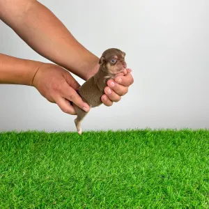 Chihuahua - Gussy