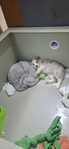 Border Collie - Fióna/dr Szöszi