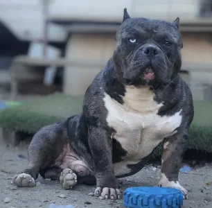 Amerikai Bully - Pocket - Ak Bully Zen