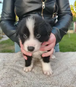 Border Collie - Dazzling Borders Aslan The Seal Of Love 