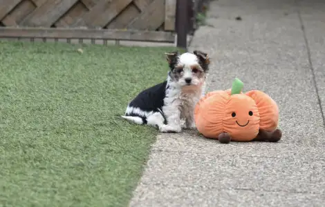 Biewer Yorkshire - Quentina