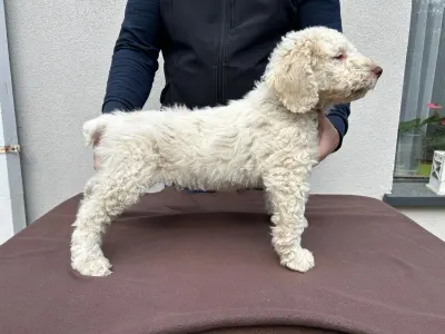 Spanischer Wasserhund - Blanco