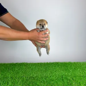 Shiba - Yuji