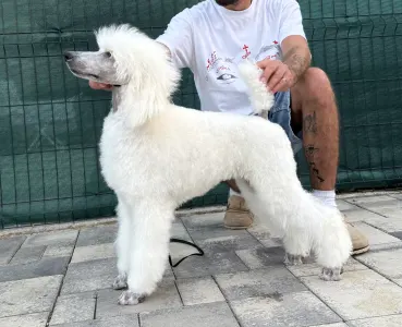 Poodle Standard - White Female