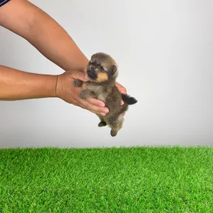 Pomeranian - Pando