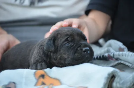 Cane Corso - Dolce Assassino Rocky