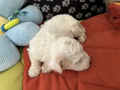 Lagotto Romagnolo - Sally Scull