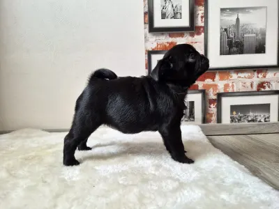 Pug - Quick Kiss