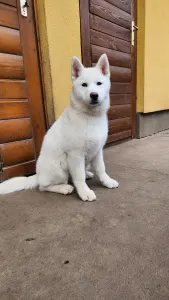 Siberian Husky - Smaragd Of Polar Moonlights