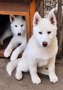 Siberian Husky - Jade Of Polar Moonlights