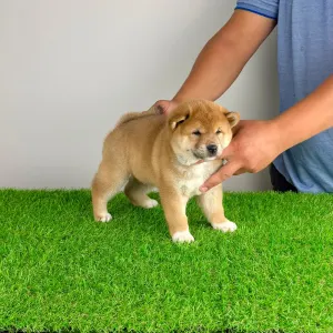 Shiba Inu - Whistle