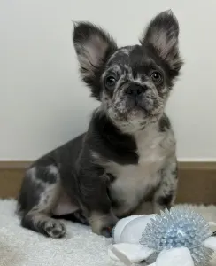 Bulldog francese - Selena