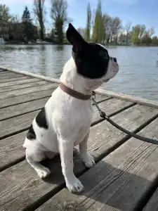 Boston Terrier - Babett