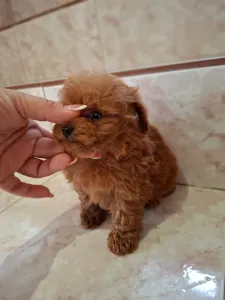 Maltipoo - Maltipoo Toy M