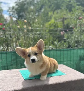 Welsh Corgi Pembroke - Astor Victory Crown Of Your Brilliand Diamond