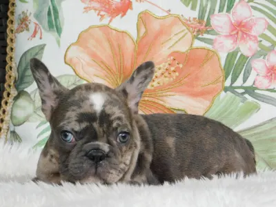 French Bulldog - Gamora