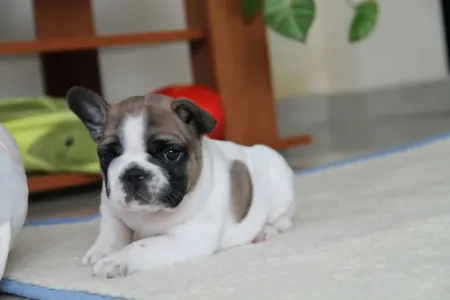 Bulldog francez - Freddy