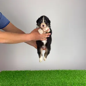 Australian Shepherd - Cash