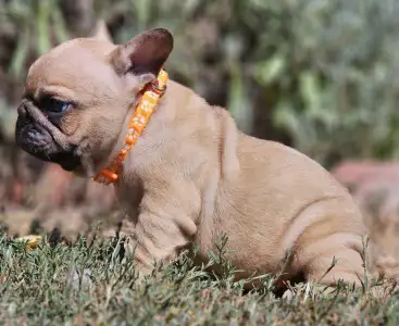 French Bulldog - Udo