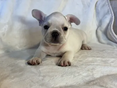 French Bulldog - Nini