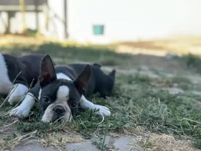 Boston Terrier - Yuma Nero Di Angelo