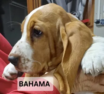 Basset Hound - Bahama