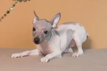 American Hairless Terrier - Andor Blue