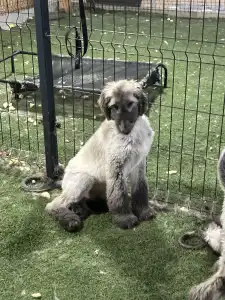Afghanischer Windhund - Xavian