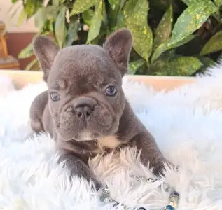 Französische Bulldogge - Davis