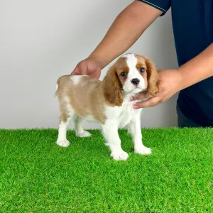 Cavalier King Charles Spaniel - Zlatan