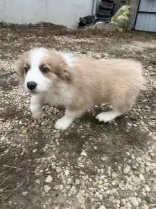Border Collie - Aston