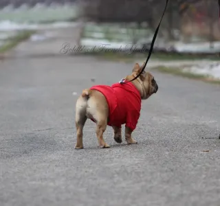 French Bulldog - Yoda