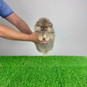 German Pomeranian Spitz - Frida