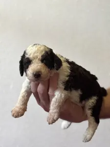 Spanyol vízikutya - Burito