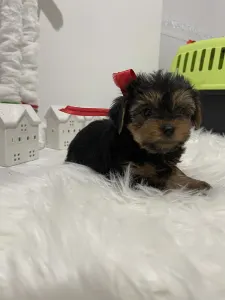 Yorkshire Terrier - Cindy