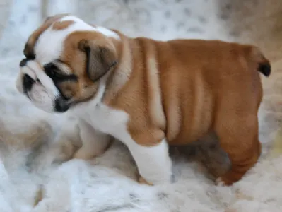 Angol bulldog - Rengőhegyi-ormán Leopold