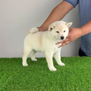Shiba - Jagawa