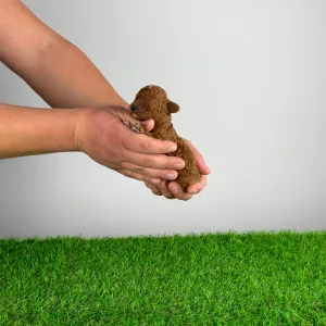 Poodle Miniature - Livio