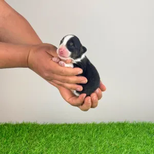 Australian Shepherd - Elany
