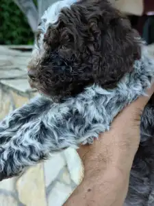 Romagna Water Dog - Dior The Royal Town Of Bobovc
