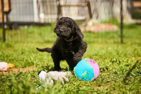 French Water Dog - Fudge
