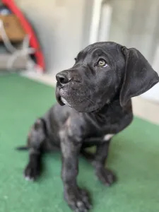 Chien de cour italien - Brenda