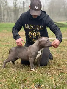 Amerikai Bully - Pocket - Anita