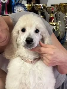 Poodle Standard - Giant Miracles Extazy Diamond Rose