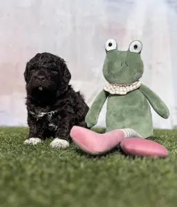 Lagotto Romagnolo - Curly Stars Of Dreams Vibe Spirit 