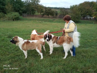 Moscow watchdog - Egresvölgyi Kennel