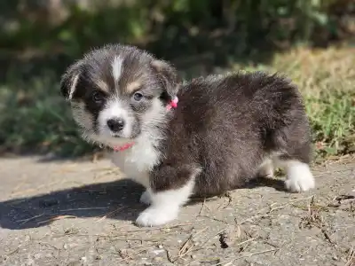 Welsh Corgi Pembroke - Léna
