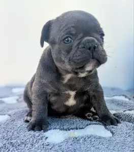 French Bulldog - Edward