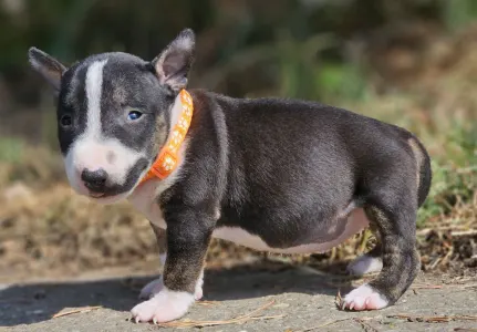 Miniatűr bullterrier - Petra
