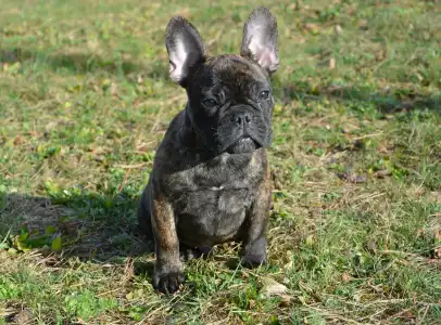 French Bulldog - Hiro